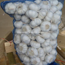 super garlic from factory